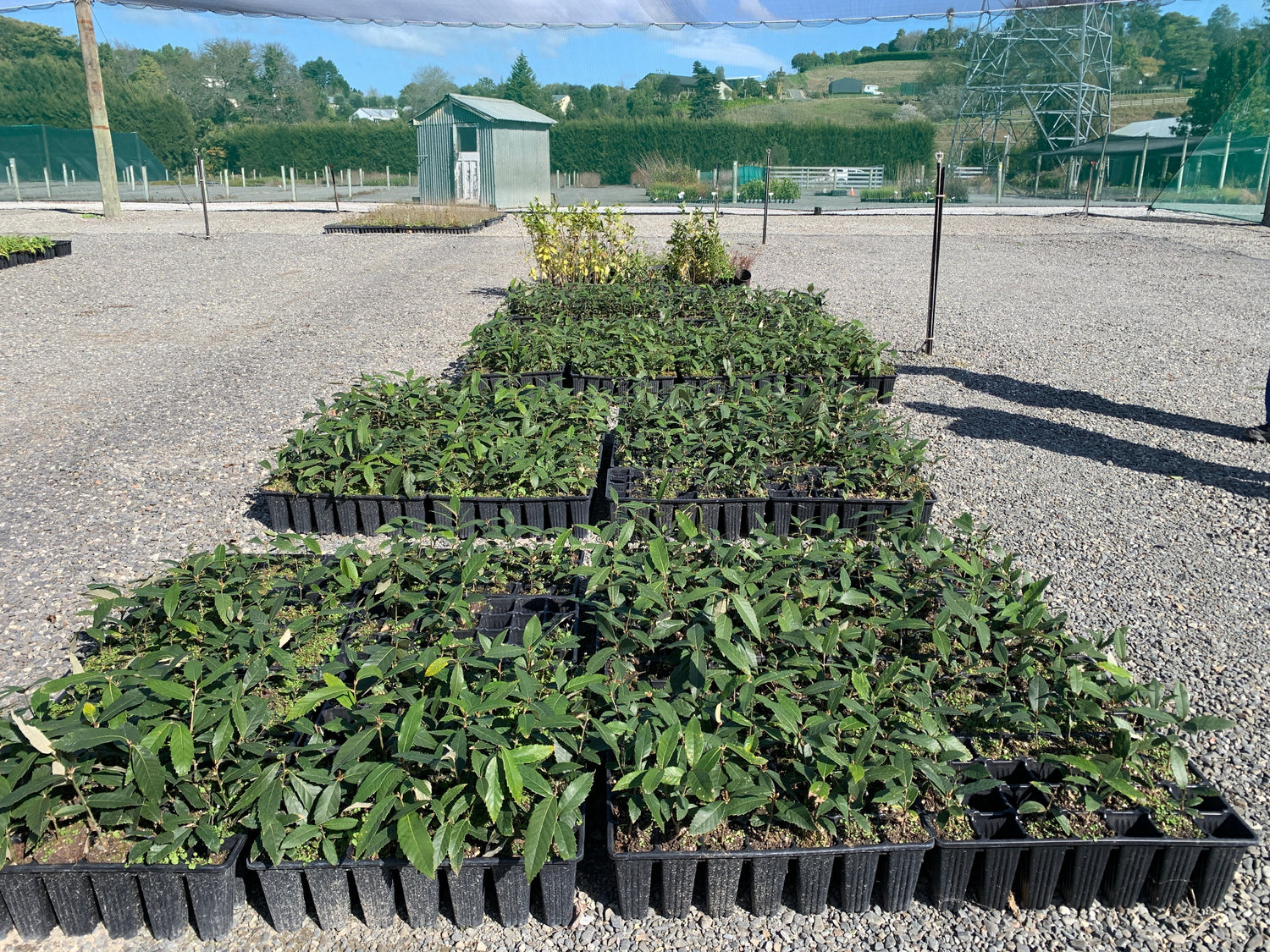 Adopt A Tree