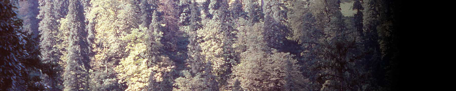 Giant Powerhouses: Secrets of the Himalayan Oak Forests