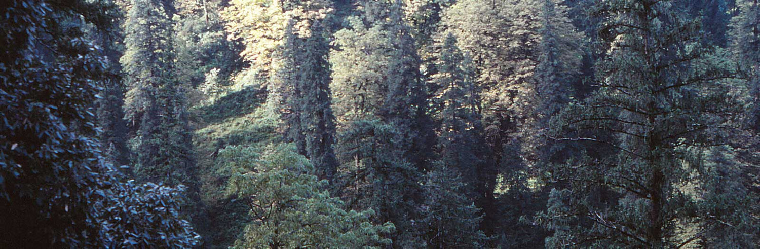 Biodiversity & Conservation Original Paper: Assessing woodpeckers