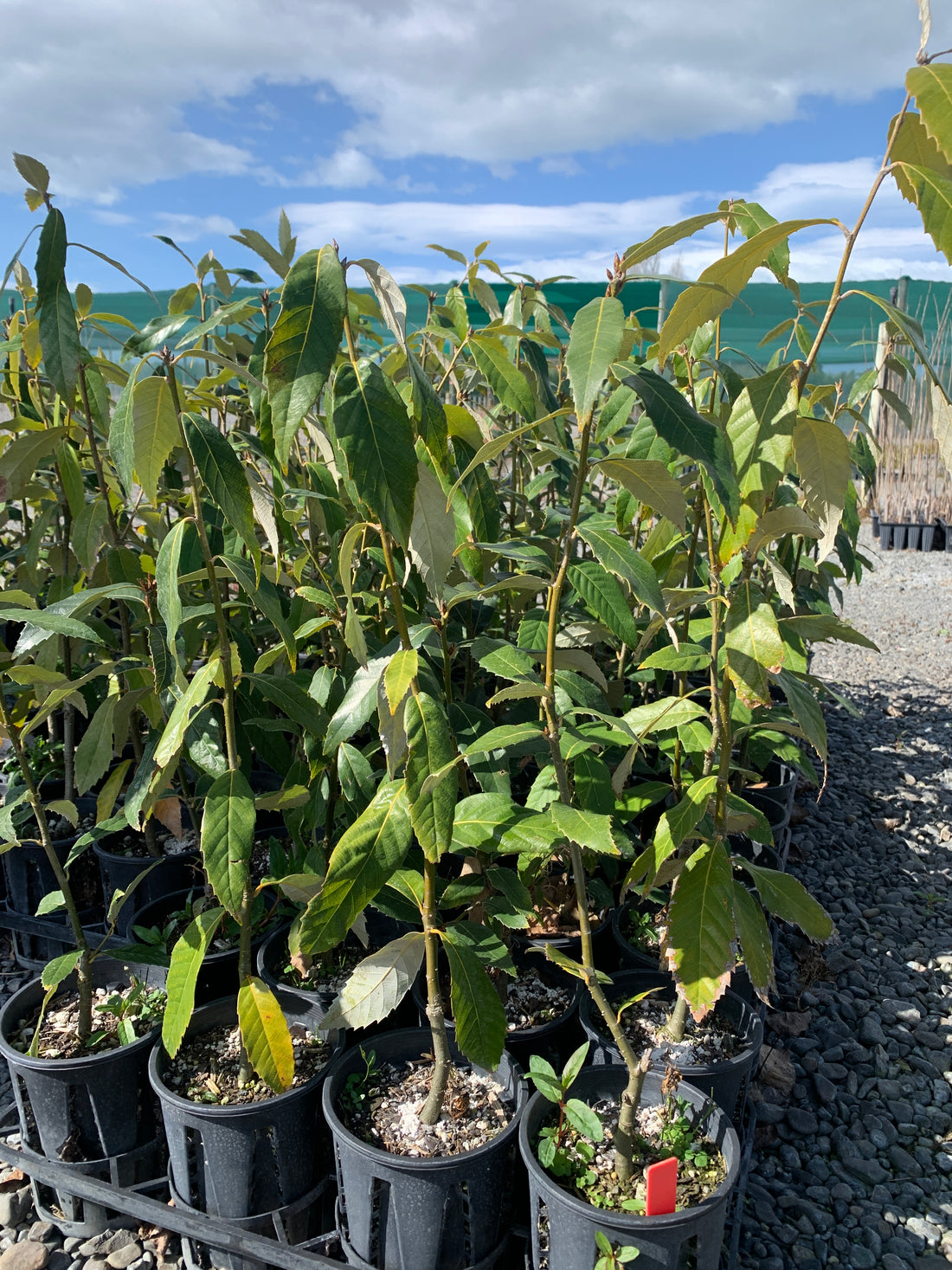 Banj Oak Seedlings