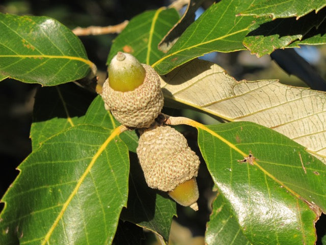 Acorns- Banj Oak