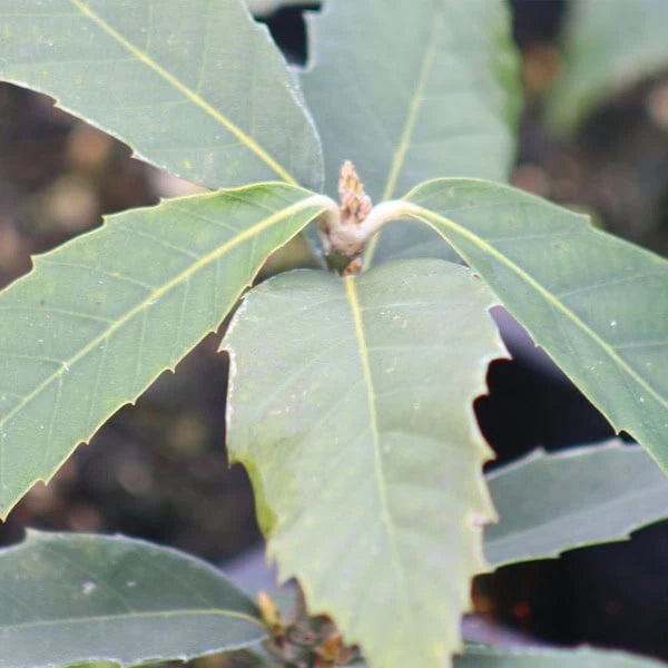 Banj Oak Seedlings